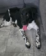 Friese stabij teefje, 9 maanden, 15 weken tot 1 jaar, Overige rassen, Teef, Eén hond