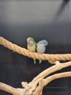 Bewezen broedkoppel muisparkiet blauw monniksparkiet, Dieren en Toebehoren, Vogels | Parkieten en Papegaaien, Meerdere dieren