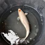 Koikarpers, Dieren en Toebehoren, Vissen | Vijvervissen, Karper of Koi