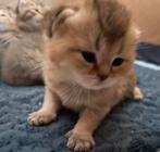 Britse korthaar kittens golden shaded lilac, Dieren en Toebehoren, Katten en Kittens | Raskatten | Korthaar, Meerdere dieren, Ontwormd