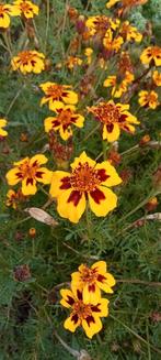 Tagetes patula nana - Afrikaantje zaden, Ophalen of Verzenden, Voorjaar, Volle zon, Zaad