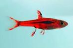 Chili rasbora, nano visje, Dieren en Toebehoren, Vis