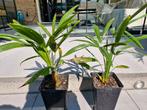 Winterharde palmbomen, Ophalen, Volle zon, Palmboom, 100 tot 250 cm