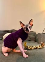 Gebreide trui kattenkleding Sphynx kat kitten Rex Handmade., Ophalen of Verzenden, Nieuw