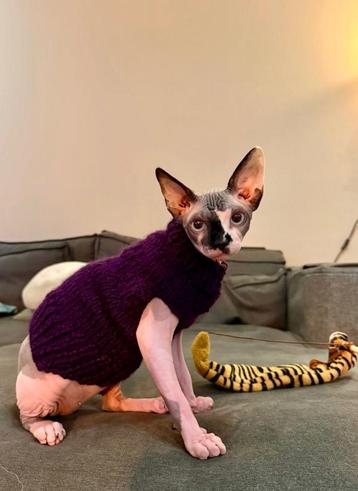 Gebreide trui kattenkleding Sphynx kat kitten Rex Handmade. beschikbaar voor biedingen