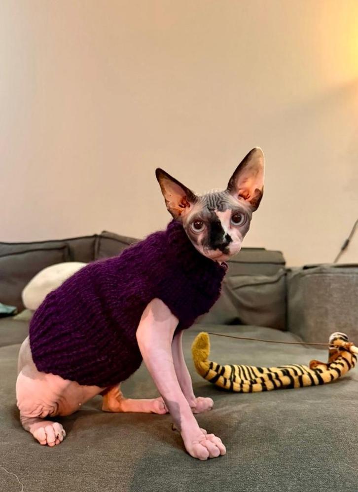 Gebreide trui kattenkleding Sphynx kat kitten Rex Handmade., Dieren en Toebehoren, Katten-accessoires, Nieuw, Ophalen of Verzenden
