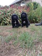 Prachtige Friese Stabij pups te koop, Dieren en Toebehoren, Honden | Retrievers, Spaniëls en Waterhonden, Overige rassen, 8 tot 15 weken