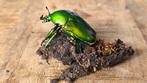 Koppel Dicronorhina Micans vers uit de kokon, Dieren en Toebehoren