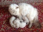 Mooie kittens: Britse Langhaar x Ragdoll, Meerdere dieren, Ontwormd, 0 tot 2 jaar