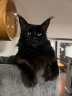 Maine Coon Kater (Zwarte panter) met Stamboom en Test, Dieren en Toebehoren, Katten en Kittens | Raskatten | Langhaar, Kater, Met stamboom