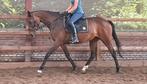 Topbrave 6 jr allrounder 1,62(recreatie-manege-sport), Dieren en Toebehoren, Paarden, Merrie, B, Gechipt, 3 tot 6 jaar