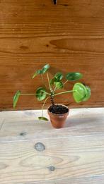 Pannekoekplant, Minder dan 100 cm, Ophalen of Verzenden, Halfschaduw