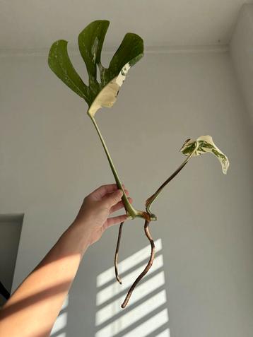 Monstera Albo Variegata Cutting beschikbaar voor biedingen