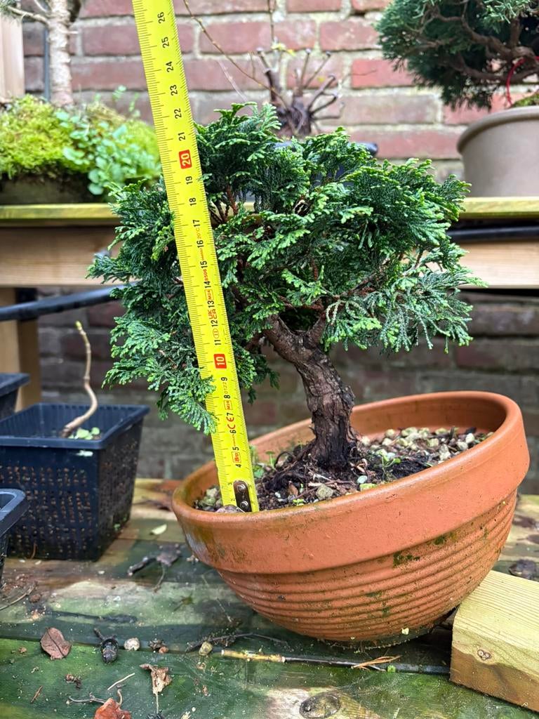 Chamaecyparis obtusa hinoki bonsai, Ophalen of Verzenden, Bloeit niet, Overige soorten, Minder dan 100 cm