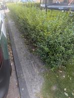 Liguster haag, Tuin en Terras, Ophalen, Liguster, Haag, Minder dan 100 cm