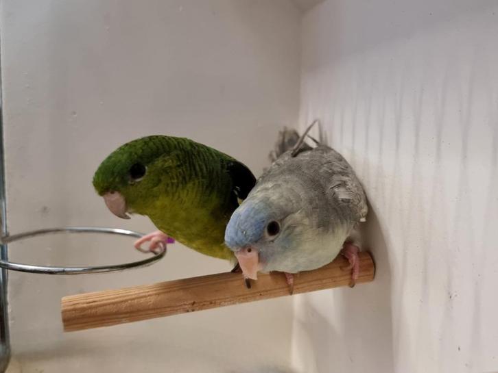 Koppel Catharina parkieten, Dieren en Toebehoren, Vogels | Parkieten en Papegaaien, Parkiet, Meerdere dieren, Geringd