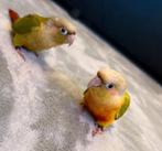 2 Pyrrhura parkieten + NIEUWE grote kooi + alle accessoires, Geslacht onbekend, Parkiet, Tam