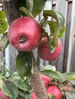 Appelbomen - appelboompjes 2 stuks, Ophalen, Minder dan 100 cm, Overige soorten, Zomer