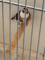 Te koop klein parva putter  van 2025, Vrouwelijk, Wildzangvogel, Geringd