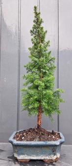 Bonsai Chamaecyparis thyoide gr, In pot, Minder dan 100 cm, Bonsai, Groene kamerplant