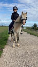 Topbrave superlieve gereden pony, Dieren en Toebehoren, Pony's, Ruin, 11 jaar of ouder