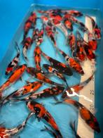 Mooie showas goshiki koi, Dieren en Toebehoren, Vissen | Vijvervissen, Karper of Koi