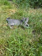 Kruising burmees, Dieren en Toebehoren, Katten en Kittens | Overige Katten, Meerdere dieren