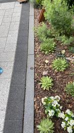 Betonbielzen, Tuin en Terras, Ophalen, Gebruikt, 100 tot 200 cm, Overige typen