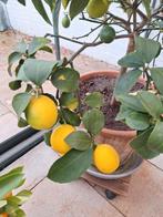 citroenplant 55cm hoog met citroenen.Met pot., Ophalen, Minder dan 100 cm, In pot, Overige soorten
