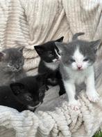 Prachtige kittens te koop!, Dieren en Toebehoren, Katten en Kittens | Overige Katten, Meerdere dieren, Kortharig, 0 tot 2 jaar