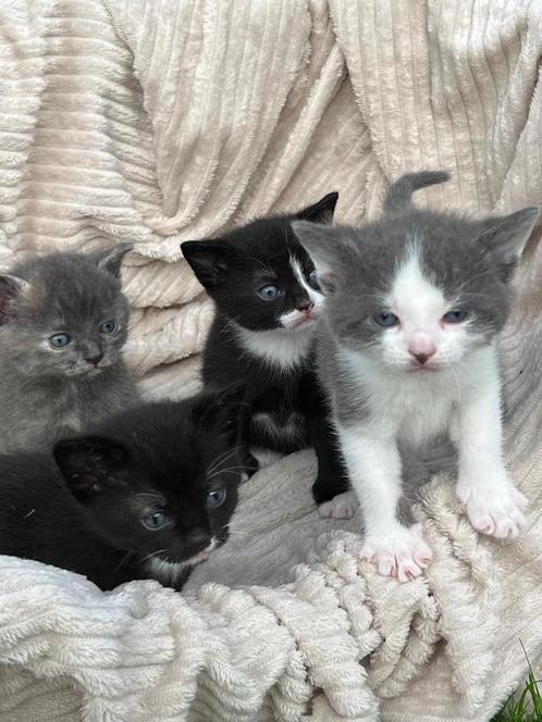 Prachtige kittens te koop!, Dieren en Toebehoren, Katten en Kittens | Overige Katten, Kortharig, Meerdere dieren, 0 tot 2 jaar