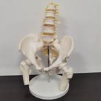 Lendenwervels En Bekken Menselijk Anatomie Model / School, Verzenden, Nieuw