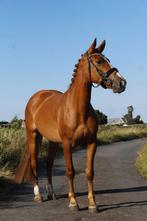 Eerlijke D pony merrie, springen en dressuur, Dieren en Toebehoren, Pony's, Merrie, Springpony, 3 tot 6 jaar