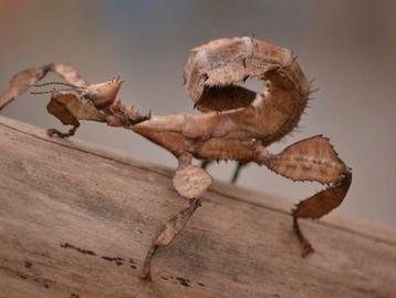 Australische flappentak beschikbaar voor biedingen