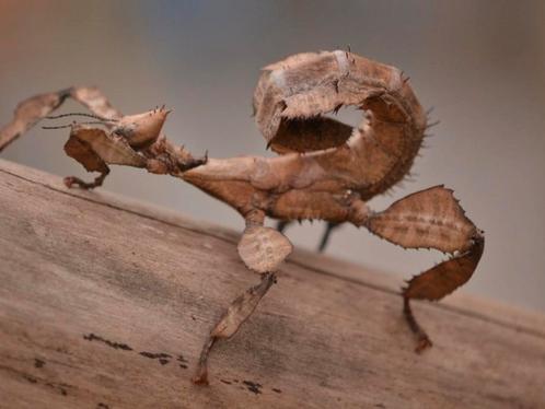 Australische flappentak, Dieren en Toebehoren, Insecten en Spinnen, Wandelende tak
