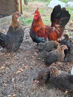 Chabo kuikens, Dieren en Toebehoren, Meerdere dieren, Kip