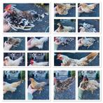 Serama broedeieren l met kans op krul- en zijdeveer, Dieren en Toebehoren, Pluimvee, Geslacht onbekend, Kip