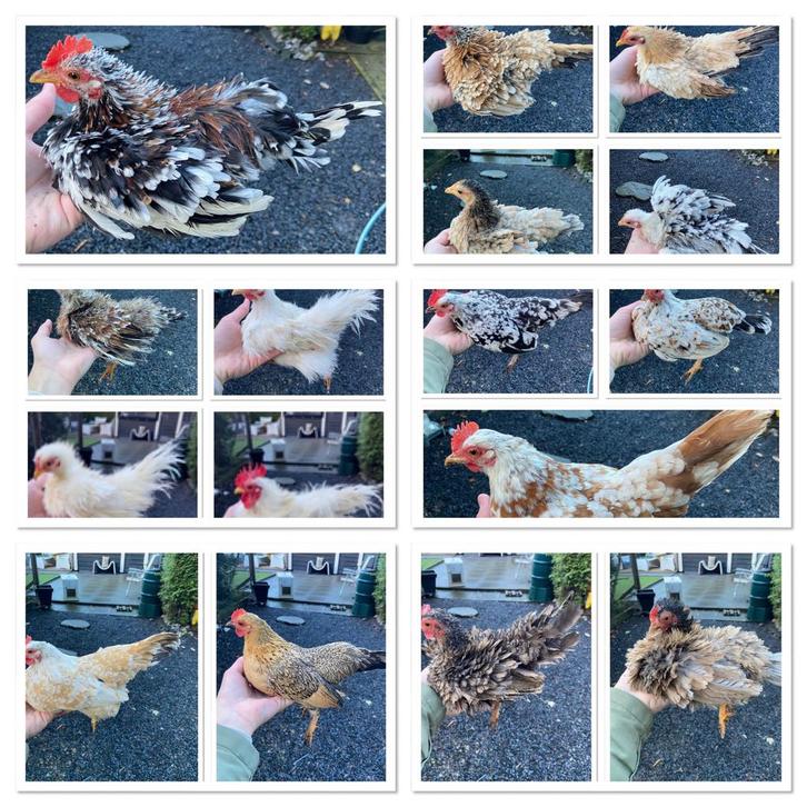 Serama broedeieren l met kans op krul- en zijdeveer, Dieren en Toebehoren, Pluimvee, Kip, Geslacht onbekend