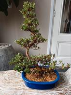Satsuki Azalea Hakurin Bonsai 53cm, Tuin en Terras, Planten | Bomen, Bloeit niet, Halfschaduw, Minder dan 100 cm, Overige soorten
