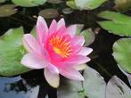 Waterlelie stekken kluiten wit / roze los of in mand va 5,-, Tuin en Terras, Vijvers, Ophalen, Nieuw