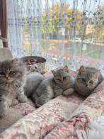 Britse korthaar kittens / nog 3 super schattige over :), Dieren en Toebehoren, Katten en Kittens | Raskatten | Korthaar, Poes