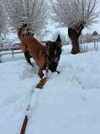 Mechelse herder reu 10 maanden, 15 weken tot 1 jaar, Reu, Parvo, Eén hond