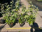 Olijf wilg voor haag , bijna voor niet !!, Tuin en Terras, Planten | Bomen, Minder dan 100 cm, Volle zon, In pot, Overige soorten
