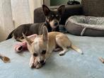 Ollie en Yuna (samen of apart), Dieren en Toebehoren, Honden | Chihuahua's en Gezelschapshonden, Particulier, Meerdere, 3 tot 5 jaar