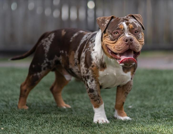 American bully pups XL en Pocket dekreu merle tricolor, Dieren en Toebehoren, Honden | Dekreuen, Reu, Fokker | Hobbymatig, Eén hond