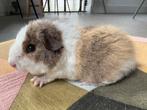 Lief beertje Gijs, September, Mannelijk, Cavia