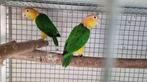 Koppel roestkop caiques, Meerdere dieren, Parkiet, Geringd