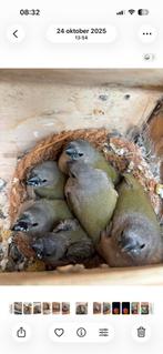 Te koop: 4 Natuurbroed Koudkweek Gouldamadines, Meerdere dieren, Tropenvogel, Geringd