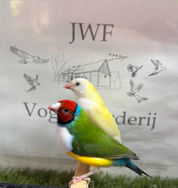 Gouldamadine beschikbaar voor biedingen