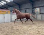 Interessante 2,5 jr dressuur hengst!, Dieren en Toebehoren, Paarden, Hengst, Dressuurpaard, 0 tot 2 jaar